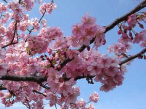 田原市ここちeeハウス菜の花・桜まつり