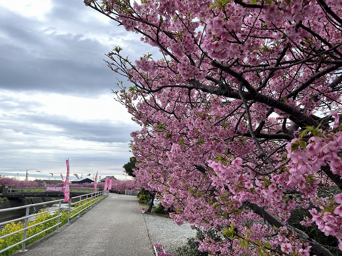 田原市　菜の花.桜まつり開催