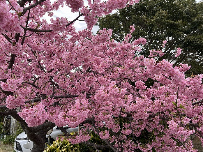 田原市　菜の花.桜まつり開催