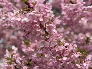 ここちeeハウス周辺河津桜