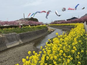 ここちeeハウス周辺河津桜