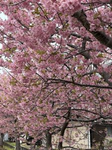 ここちeeハウス周辺河津桜