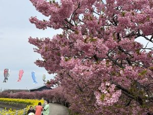 ここちeeハウス周辺河津桜