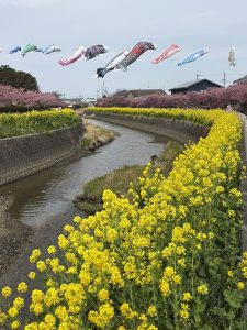 ここちeeハウス周辺河津桜