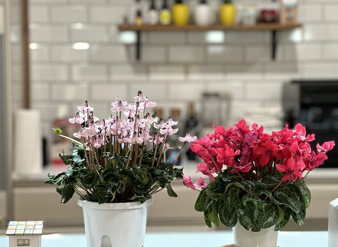 モデルハウスを彩る植物