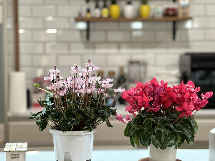 モデルハウスを彩る植物