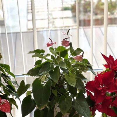 モデルハウスを彩る植物