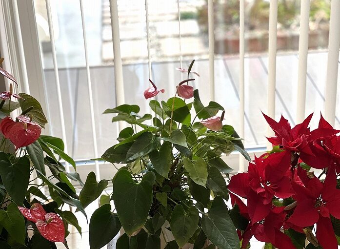 モデルハウスを彩る植物