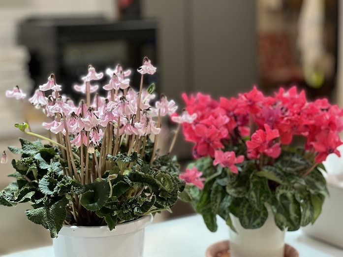 モデルハウスを彩る植物